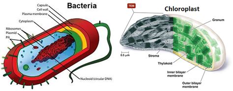 why chloroplast and mitochondria are similar to bacteria